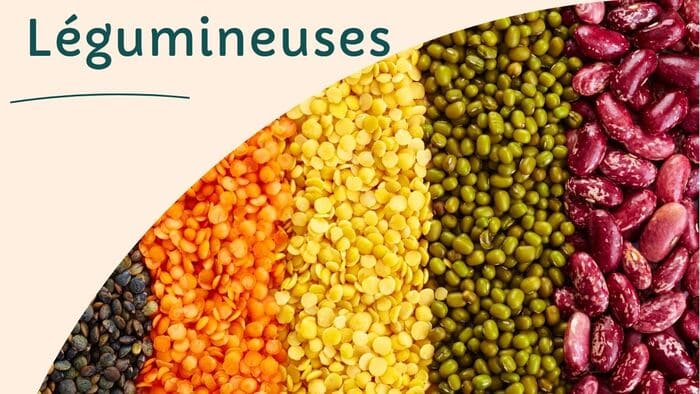 Plantes nourricières : catégories et usages culinaires
